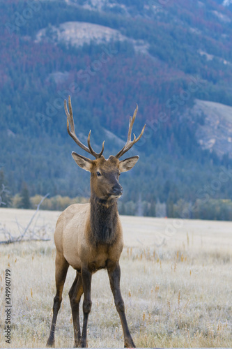 Hirsch - Deer - Canada