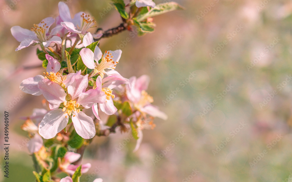 Spring beautiful background with flowers of an apple tree close-up. Blossoming branch of apple tree, place for text, Copy space, background for the banner. Spring beautiful background with flowers of an apple tree close-up. Blossoming branch of apple tree, place for text, Copy space, background for the banner.
