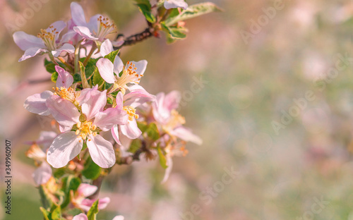 Spring beautiful background with flowers of an apple tree close-up. Blossoming branch of apple tree, place for text, Copy space, background for the banner.