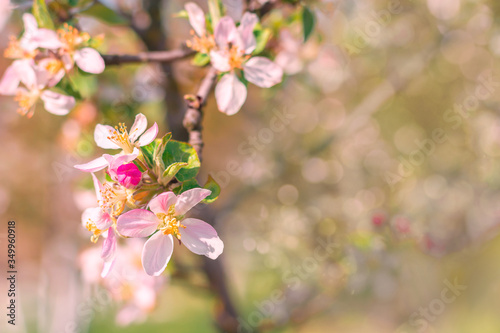 Spring beautiful background with flowers of an apple tree close-up. Blossoming branch of apple tree, place for text, Copy space, background for the banner.