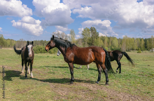 Group of horses graze in the meadow.