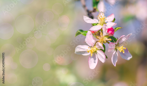 Spring beautiful background with flowers of an apple tree close-up. Blossoming branch of apple tree, place for text, Copy space, background for the banner.