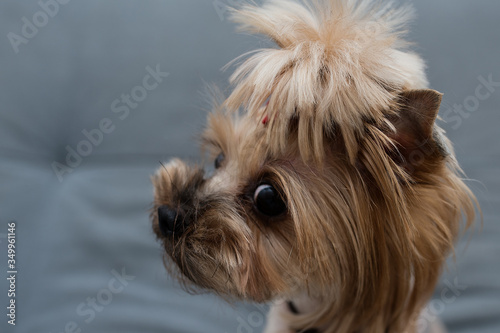 yorkshire terrier portrait