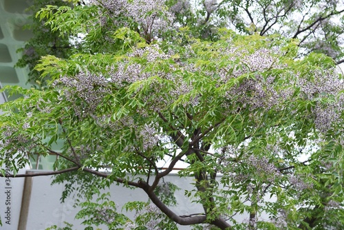 Chinaberry (Melia azedarach) flowers / meliaceae deciduous tall tree. photo