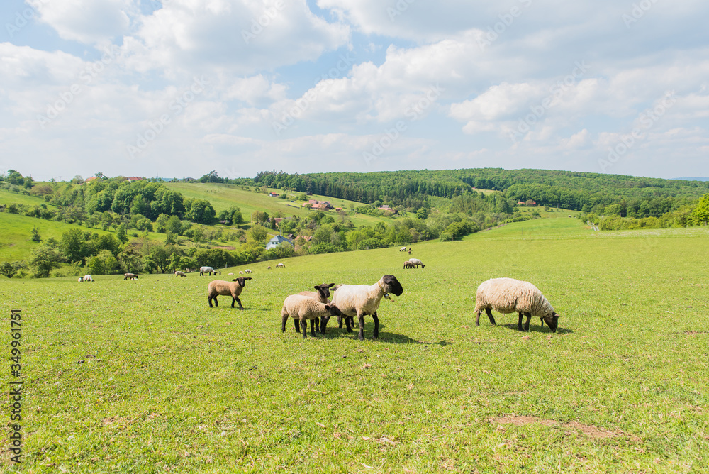a green meadow with sheep