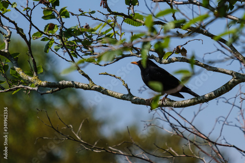 Eurasian Blackbird (Turdus merula), Victoria Park, Belfast, Northern Ireland, UK