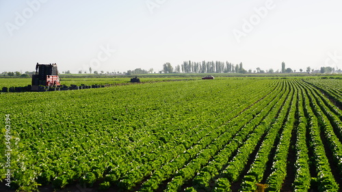 Harvesting lettuce in field. Farm workers work in lettuce field. Aerial view.