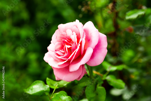 Pink rose