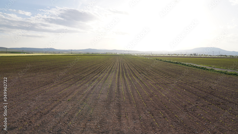 The view of small corn seed plant in field. Growing corn in soil. The view of small corn seed plant in field. Growing corn in soil.