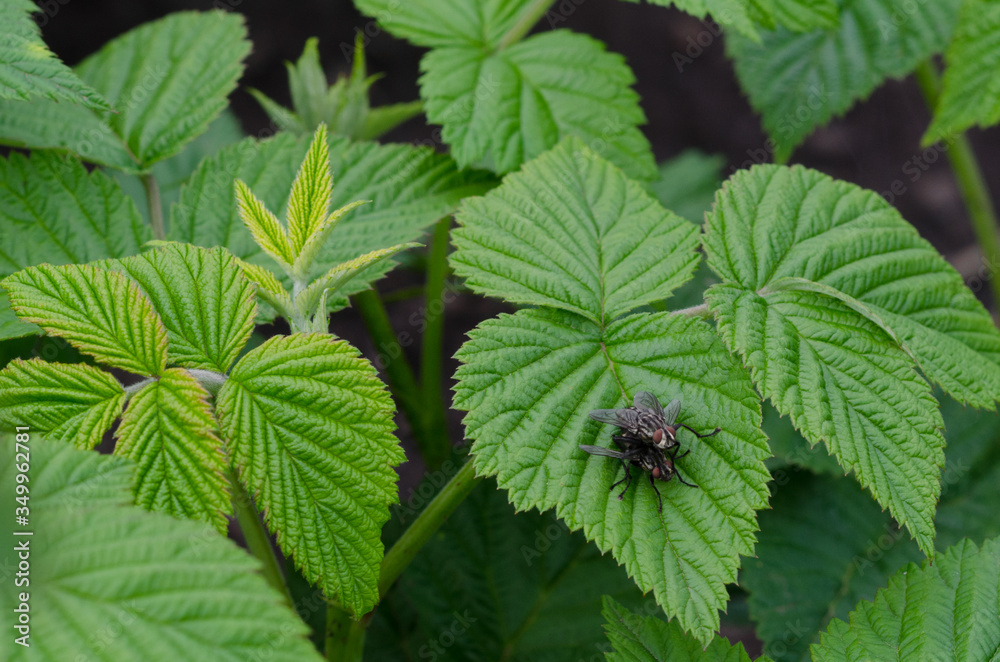 two flies are sitting on raspberry leaves two flies are sitting on raspberry leaves
