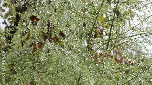 Drops of water after rain on asparagus, autumn weather, light wind knocks drops of water, close-up. photo