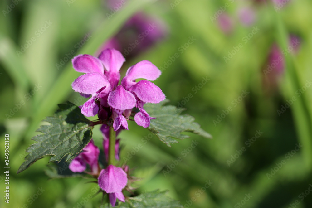 Deaf nettle blooming in a forest, Lamium purpureum. Spring purple flowers with leaves close up Deaf nettle blooming in a forest, Lamium purpureum. Spring purple flowers with leaves close up