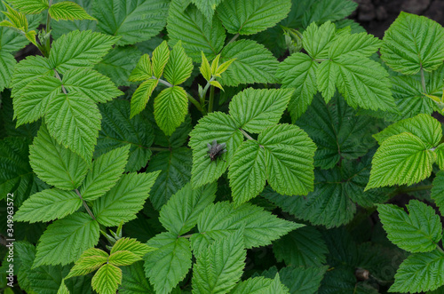 two flies are sitting on raspberry leaves