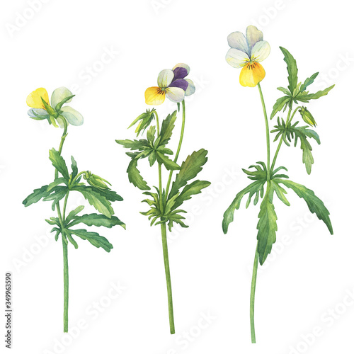 Set of the yellow wild pansy flower (Viola tricolor, Viola arvensis, heartsease, Johnny Jump up, kiss-me-quick) Hand drawn botanical watercolor painting illustration isolated on white background