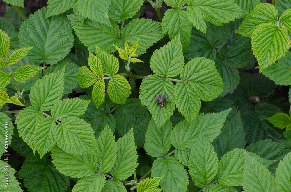 two flies are sitting on raspberry leaves two flies are sitting on raspberry leaves