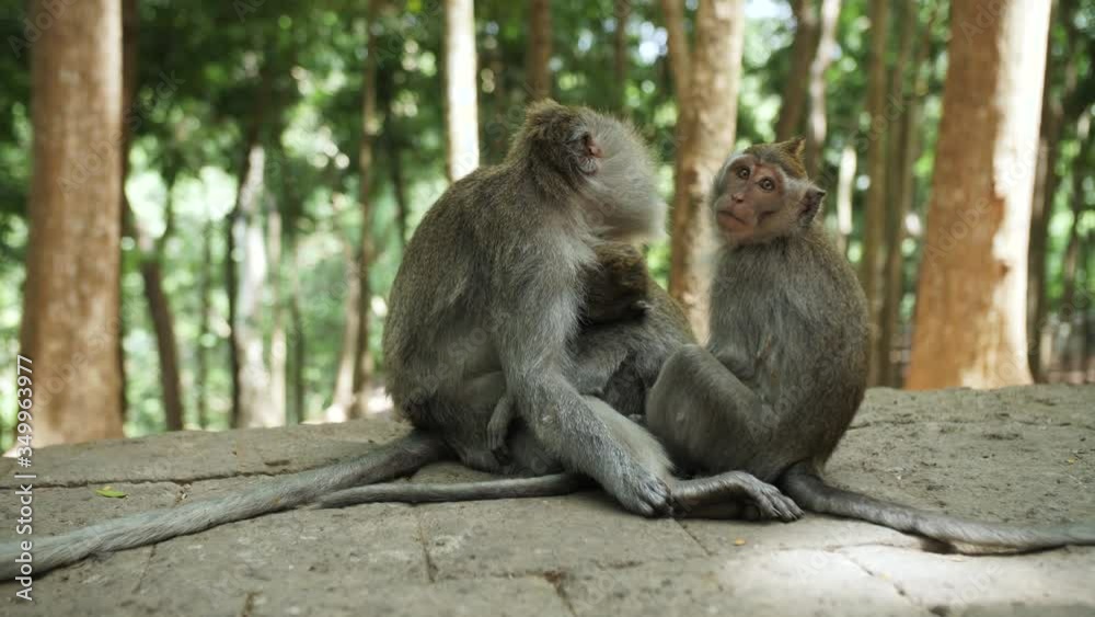 monkey in the jungle monkey eats monkey in the jungle monkey eats