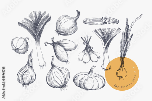 Hand-drawn large set of onions of different shapes and varieties. Organic food concept. It can be used as an element of design of markets, menus, and packaging. Vintage botanical illustration