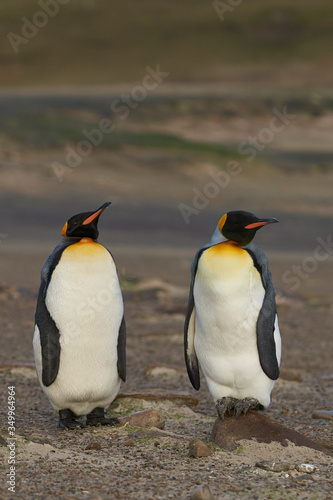 King Penguins  Aptenodytes patagonicus  at The Neck on Saunders Island in the Falkland Islands.