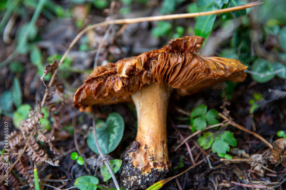 A wild brown mushroom lying on forest floor, BOLU LAKE TURKEY A wild brown mushroom lying on forest floor, BOLU LAKE TURKEY