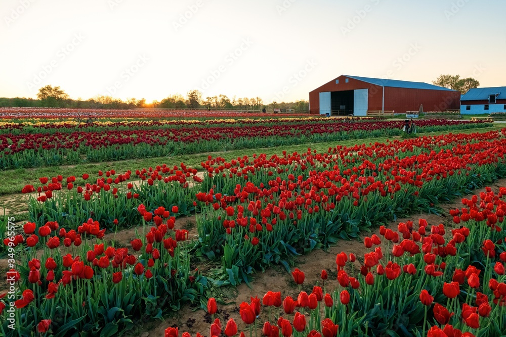 Tulip in farm