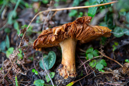 A wild brown mushroom lying on forest floor, BOLU LAKE TURKEY