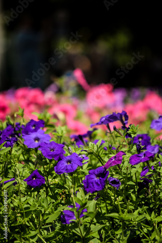 
Beautiful flowers grow in summer