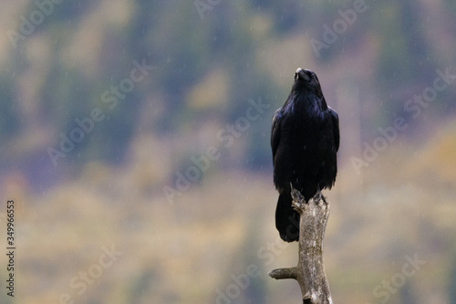 Krähe bei Lillooet Canada