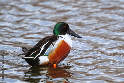 Male Northern shoveler standing in water, Colorado