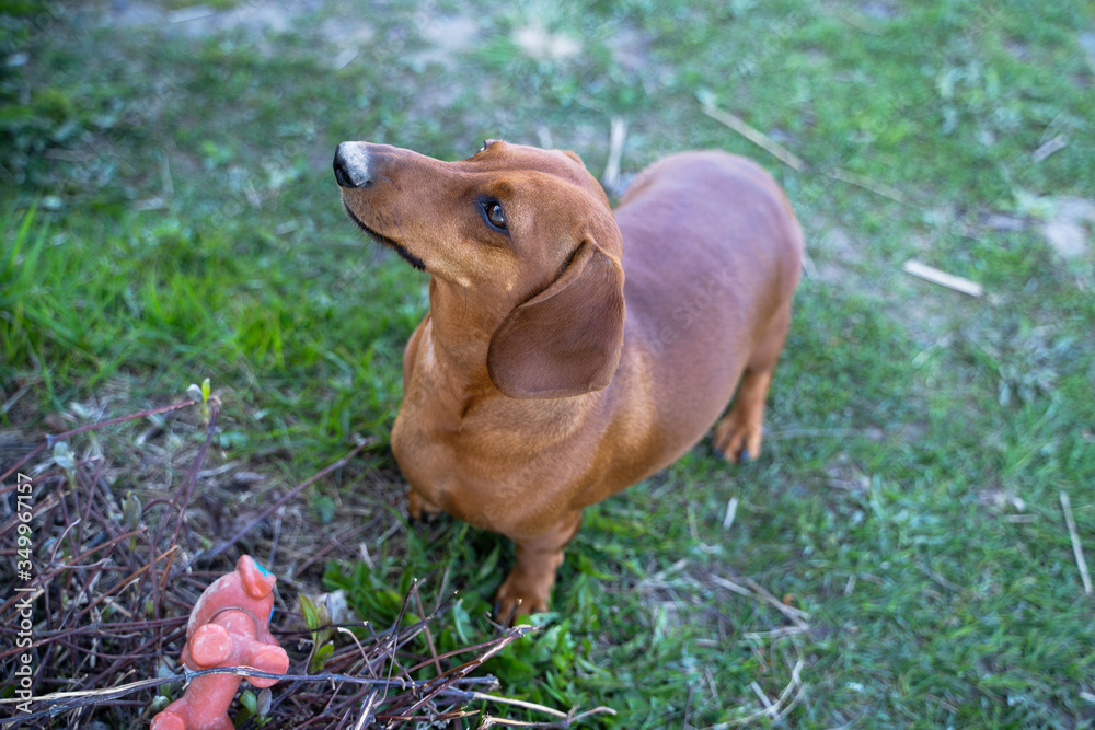 Brown dachshund dog of three years old is waiting for his owner on green field . Cute dog. Brown dachshund dog of three years old is waiting for his owner on green field . Cute dog.