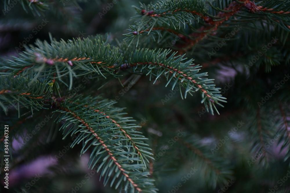 branches of a fir tree