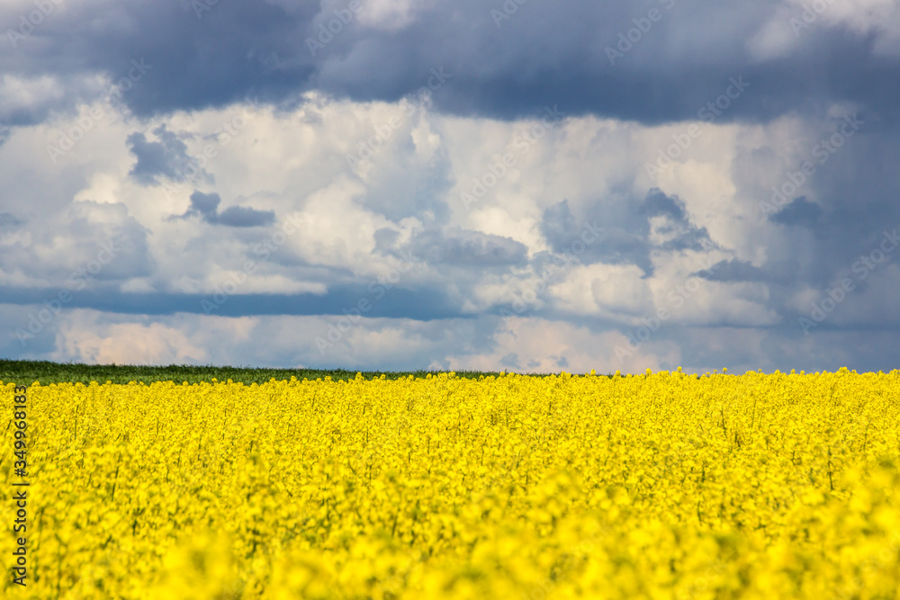 Obraz premium storm clouds over a yellow rape field