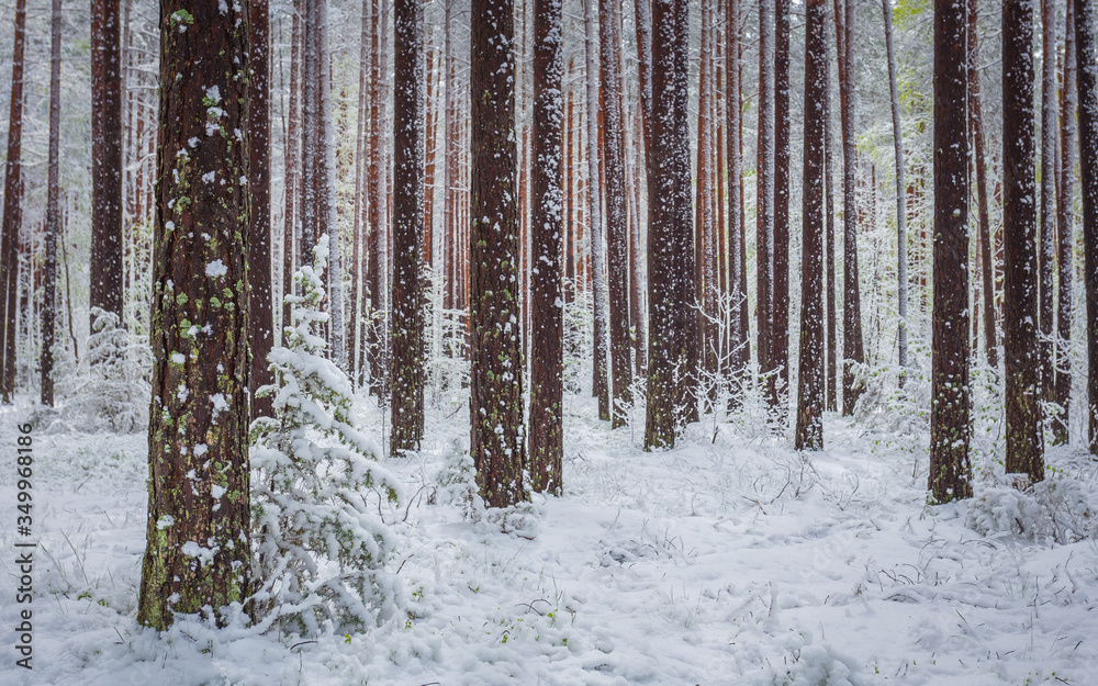 Fototapeta premium Late spring snow in the forest, unusual phenomena
