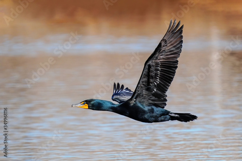 Double-crested cormorant flying low above the water photo