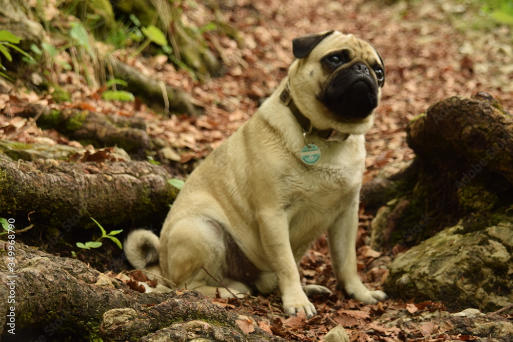 Pug standing in beautiful forest