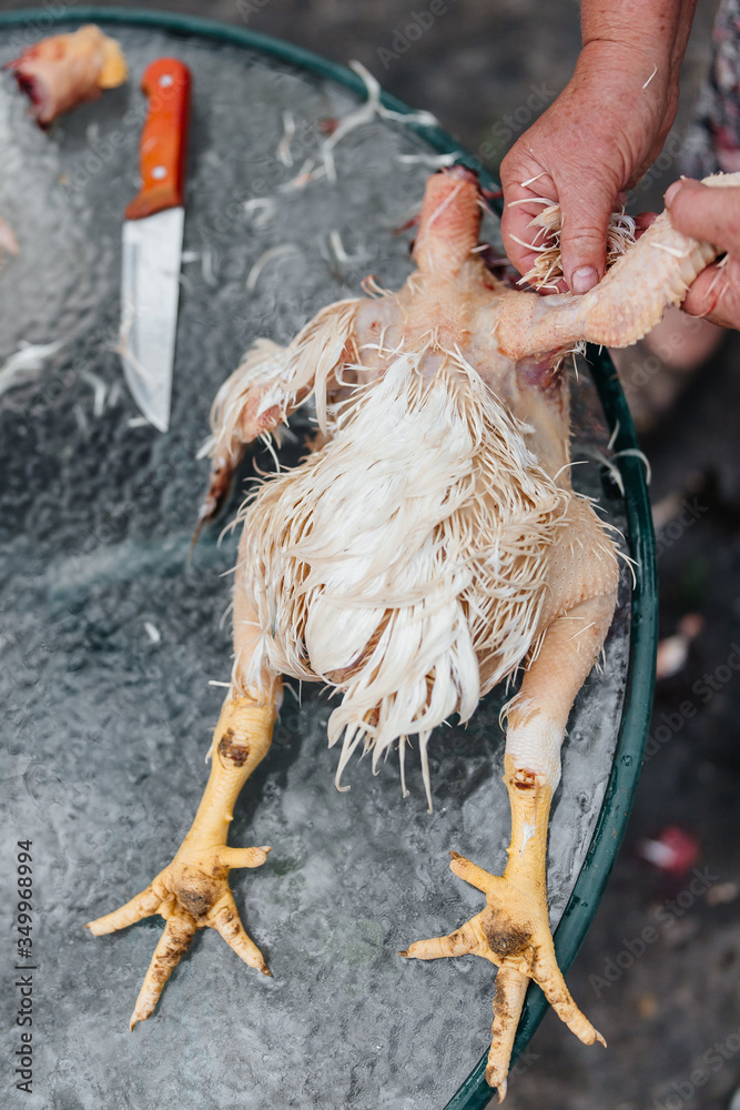 hands take apart a dead chicken remove feathers eco hands take apart a dead chicken remove feathers eco