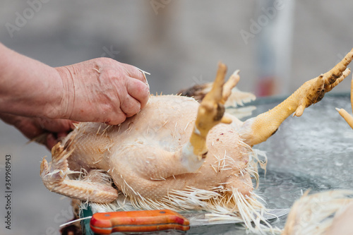 Принти на полотні hands take apart a dead chicken remove feathers eco