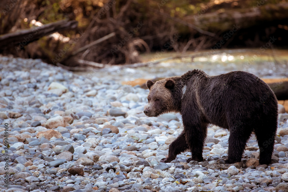 Grizzly Bär in freier Wildbahn mit Baby Bär Grizzly Bär in freier Wildbahn mit Baby Bär