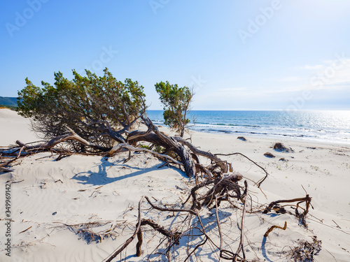Fototapeta Naklejka Na Ścianę i Meble -  A wonderful juniper tree, twisted and immersed in the white sand of the dunes of Porto Pino, Sant'Anna Arresi, Sardinia, Italy