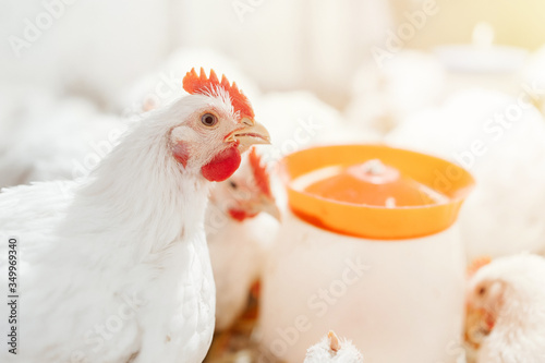 chicken in a village on a mini-farm hay white broilers photo