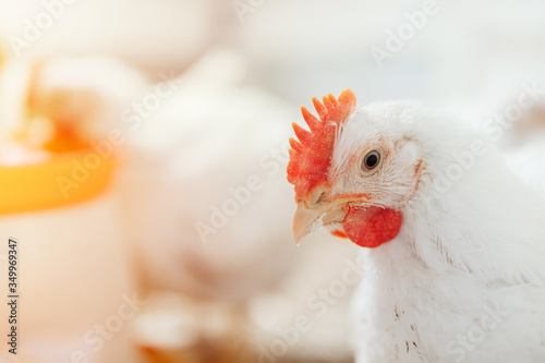 chicken in a village on a mini-farm hay white broilers