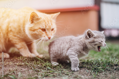 Fototapeta Naklejka Na Ścianę i Meble -  a very small kitten meows on the grass with moms mother 