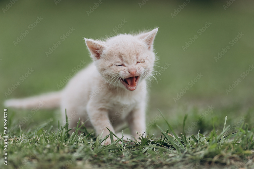 a very small kitten meows on the grass
