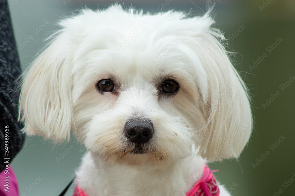 Cute little bichon maltese with brown eyes