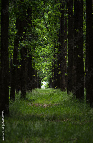 Beautiful green grass and forest