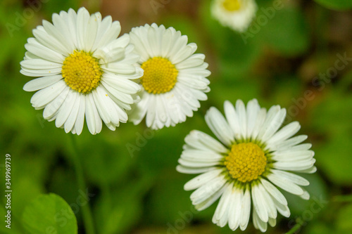 Three bright chamomile flowers with green background 