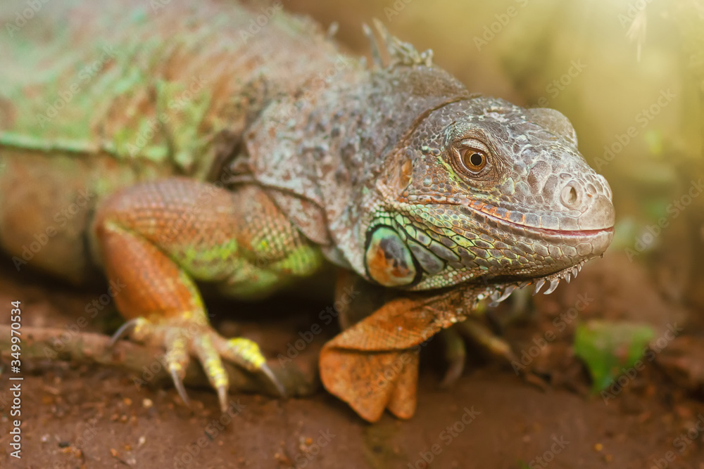 Closeup portrait of a green iguana, tropical reptile in natural conditions, lazy iguana relaxing in jungle Closeup portrait of a green iguana, tropical reptile in natural conditions, lazy iguana relaxing in jungle