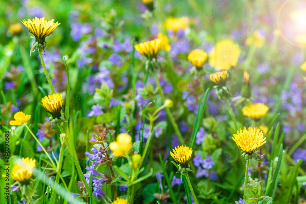 background wildflowers yellow blowers, blue flowers, grass