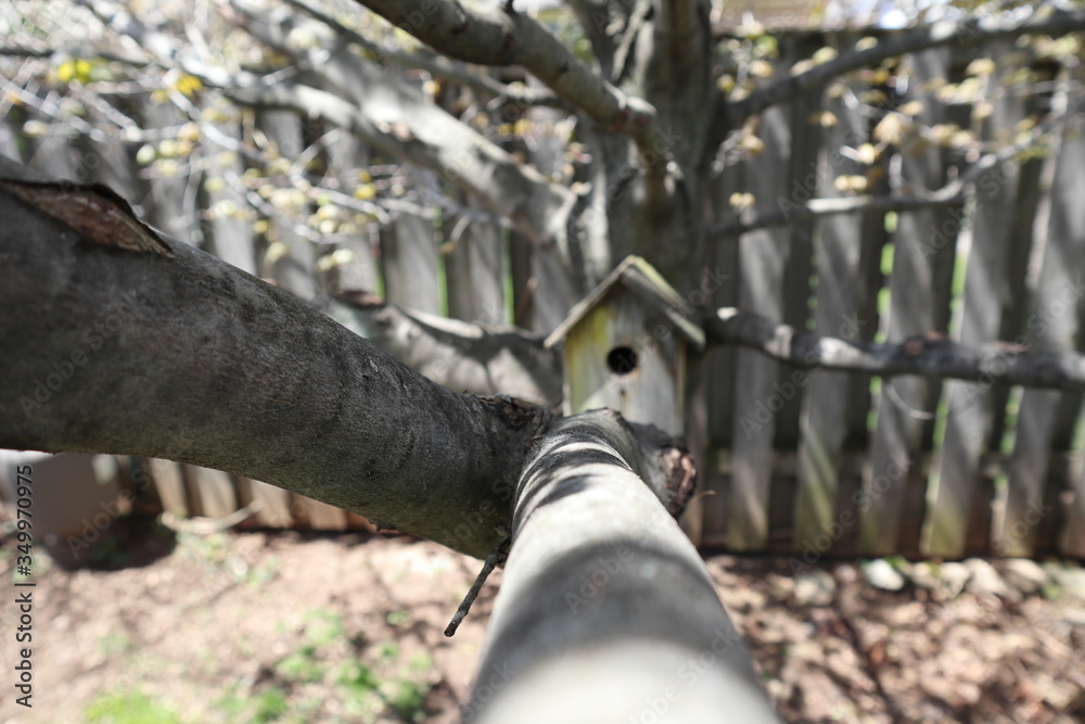 Obraz premium Birdhouse in tree