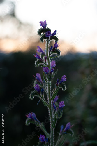 Purple Flower