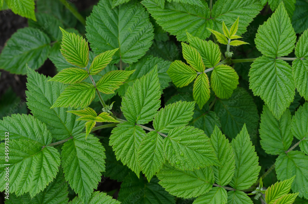 background of raspberry leaves. young raspberry bush